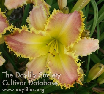Daylily Chasing Pink Porcupines